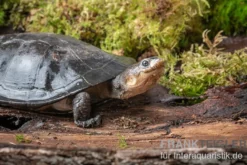 Buckelschildkröte, Phrynops gibbus