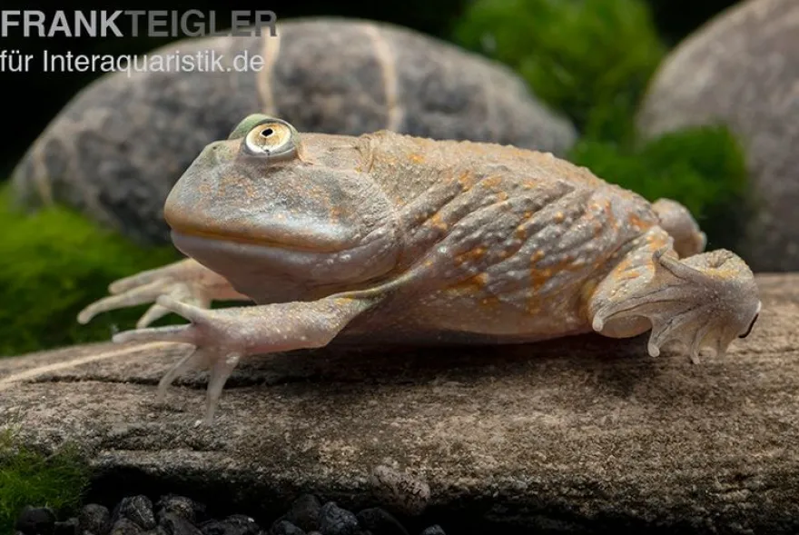 Budgett`s-Frosch, Lepidobatrachus laevis