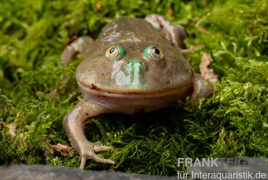 Budgett`s-Frosch, Lepidobatrachus laevis