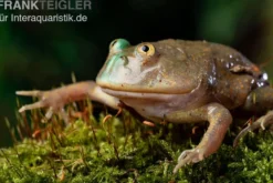 Budgett`s-Frosch, Lepidobatrachus laevis