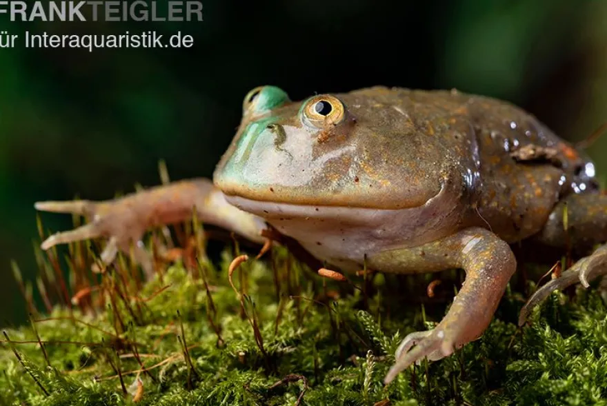 Budgett`s-Frosch, Lepidobatrachus laevis
