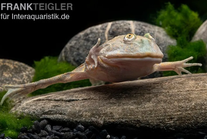 Budgett`s-Frosch, Lepidobatrachus laevis