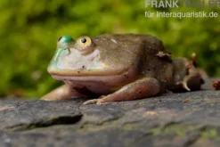 Budgett`s-Frosch, Lepidobatrachus laevis