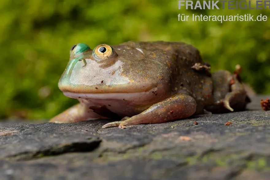 Budgett`s-Frosch, Lepidobatrachus laevis