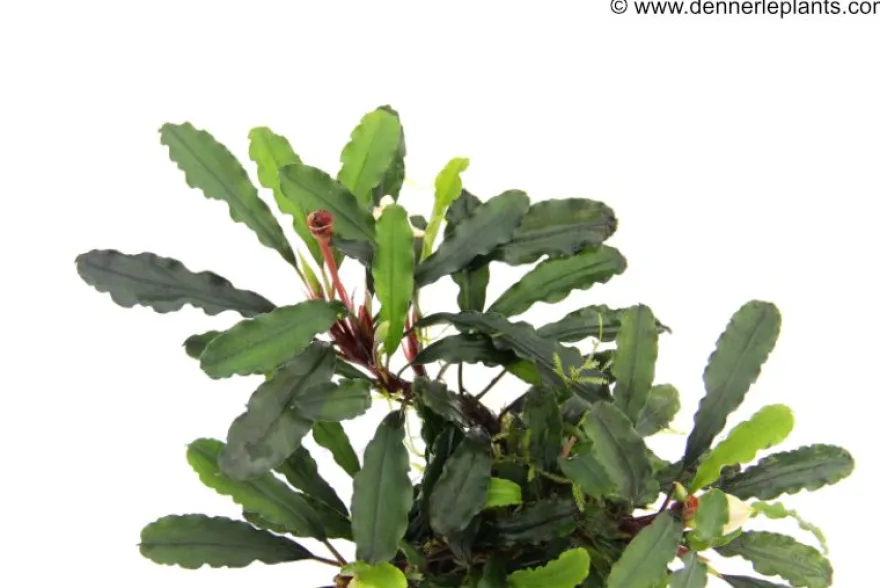 Bukit Kelam-Bucephalandra, Bucephalandra pygmaea "Bukit Kelam", In Vitro