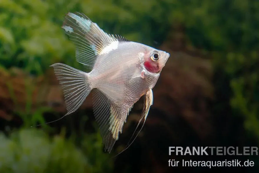 Bulgarian Green Red Cheek Skalar, Pterophyllum scalare