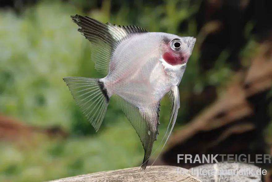 Bulgarian Green Red Cheek Skalar, Pterophyllum scalare