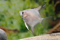 Bulgarian Green Skalar, Pterophyllum scalare