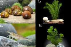 Bundle Algen-SEK: 5 x Rennschnecke + 6 x Amanogarnele Größe M + 2 Pflanzen