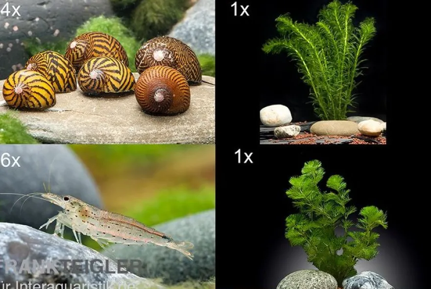 Bundle Algen-SEK: 5 x Rennschnecke + 6 x Amanogarnele Größe M + 2 Pflanzen