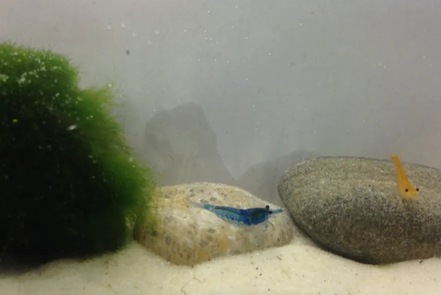 Bundle Bunte Truppe: 10 x Neocaridina im Farbmix + Javamoos