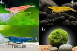 Bundle Bunte Truppe: 10 x Neocaridina im Farbmix + Javamoos