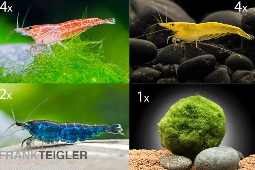 Bundle Bunte Truppe: 10 x Neocaridina im Farbmix + Javamoos