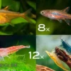 Bundle: Minifische+Garnelen für Becken ab 60 cm