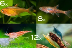 Bundle: Minifische+Garnelen für Becken ab 60 cm