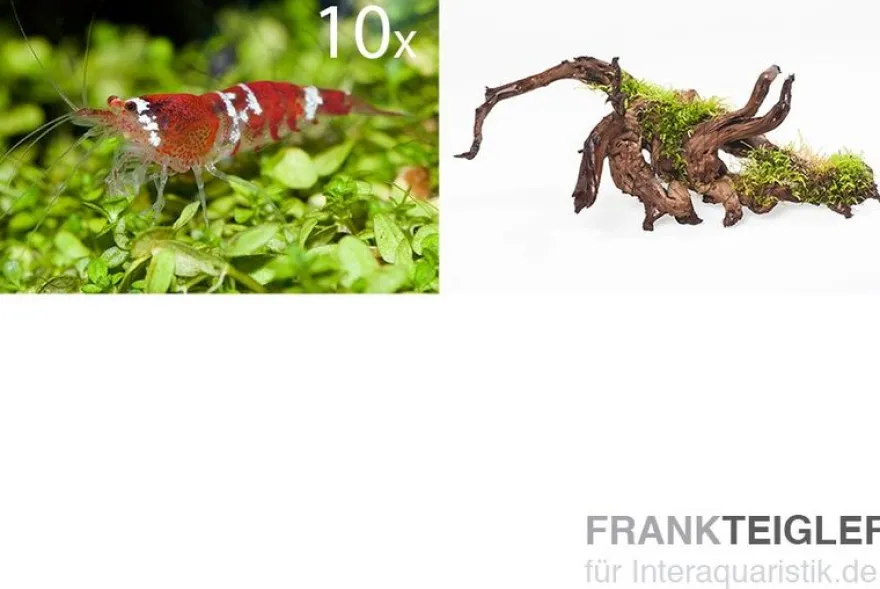 Bundle Scaper Truppe: 10 x Crystal Red Garnele + Mangrovenwurzel mit Moos