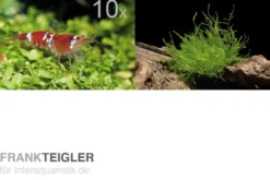 Bundle Scaper Truppe: 10 x Crystal Red Garnele + Mangrovenwurzel mit Moos