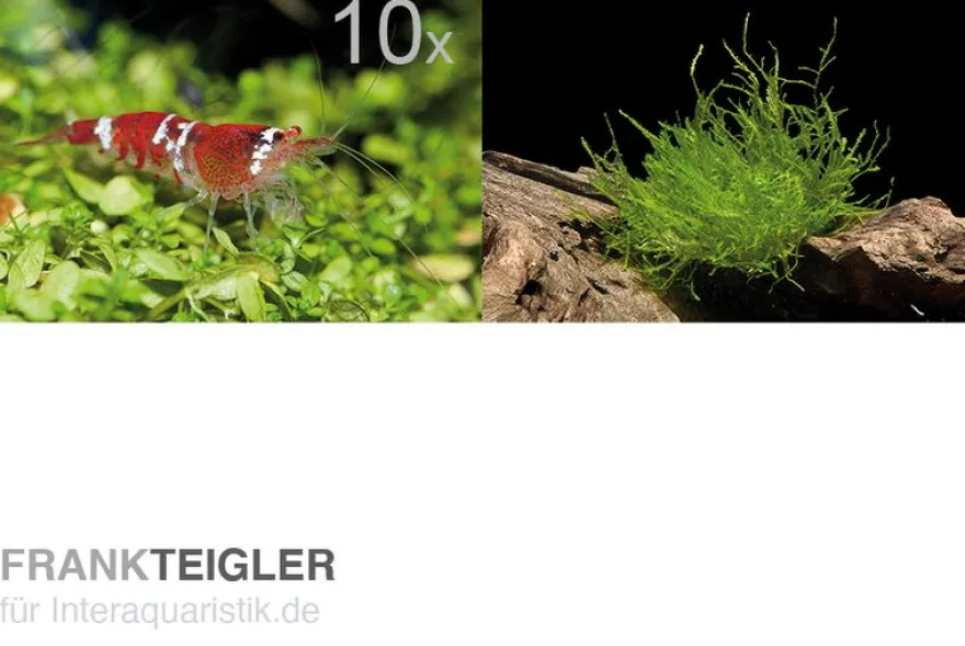 Bundle Scaper Truppe: 10 x Crystal Red Garnele + Mangrovenwurzel mit Moos