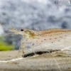 Bundle: 10 x Amanogarnele Größe M, Caridina multidentata + Portion Javamoos