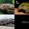 Bundle: 2x Antennenwels M (Ancistrus sp.) + Kokosnusshöhle bepflanzt
