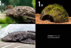 Bundle: 2x Antennenwels M (Ancistrus sp.) + Kokosnusshöhle bepflanzt
