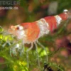 Bundle: 10x Crystal Red Garnele, Caridina logemanni + Moos