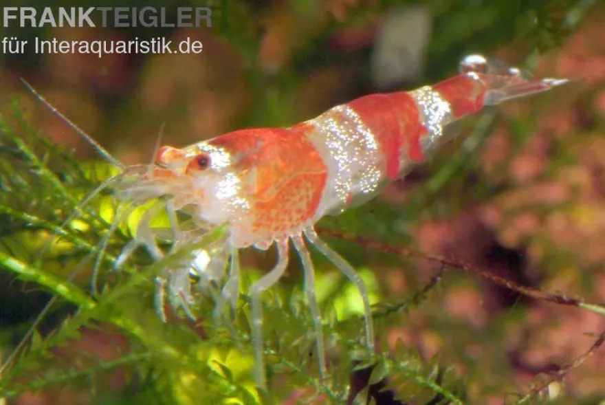 Bundle: 10x Crystal Red Garnele, Caridina logemanni + Moos