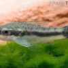 Bundle: 6x Ohrgitterharnischwels, Otocinclus affinis (6 Stück)