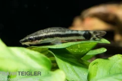 Bundle: 6x Ohrgitterharnischwels, Otocinclus affinis (6 Stück)