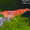 Bundle: 10 x Red Fire, Neocaridina heteropoda Rot + Portion Javamoos