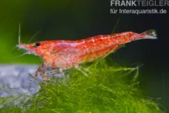 Bundle: 10 x Red Fire, Neocaridina heteropoda Rot + Portion Javamoos