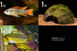 Bundle: 2x Zwergbuntbarsch, Apistogramma cacad.. + Kokosnusshöhle bepflanzt