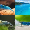 Bundle: Zwerggarnelen-Set "Blaue Lagune", 5 x Blue Jelly + 5 x Blue Dream + 5 x Blue Diamond Garnelen