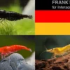 Bundle: Zwerggarnelen-Set "Deutschland", 5 x Chocolate + 5 x Sakura Red x 5 x Yellow Fire Garnelen