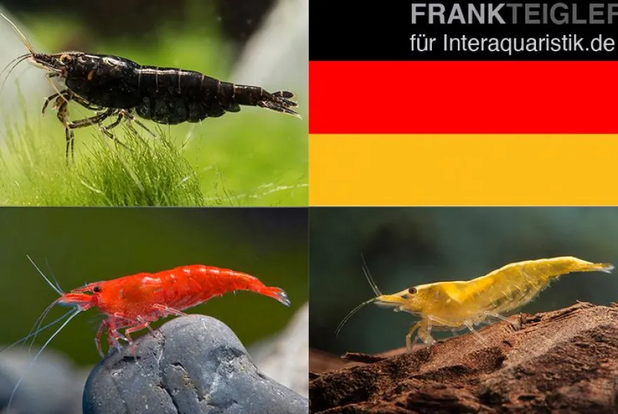 Bundle: Zwerggarnelen-Set "Deutschland", 5 x Chocolate + 5 x Sakura Red x 5 x Yellow Fire Garnelen
