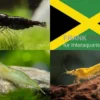 Bundle: Zwerggarnelen-Set "Jamaica", 5 x Chocolate + 5 x Grüne + 5 x Yellow Fire Garnelen