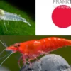 Bundle: Zwerggarnelen-Set "Japan", 10 x Sakura Red + 10 x White Pearl Garnelen