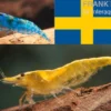 Bundle: Zwerggarnelen-Set "Schweden", 10 x Blue Dream + 10 x Yellow Fire Garnelen