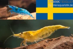 Bundle: Zwerggarnelen-Set "Schweden", 10 x Blue Dream + 10 x Yellow Fire Garnelen