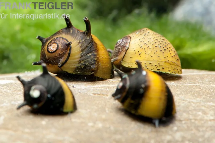 Bunte Geweihschnecke, Clithon sowerbyana