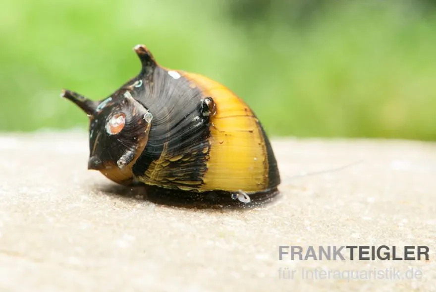 Bunte Geweihschnecke, Clithon sowerbyana
