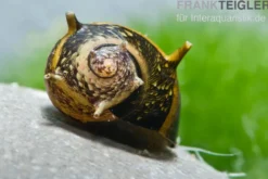 Bunte Geweihschnecke, Clithon sowerbyana
