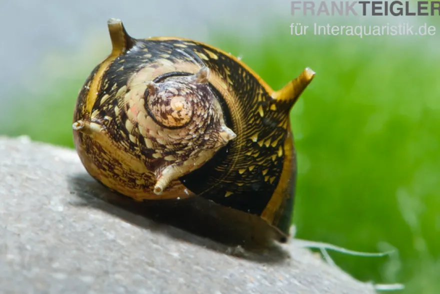 Bunte Geweihschnecke, Clithon sowerbyana