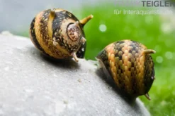 Bunte Geweihschnecke, Clithon sowerbyana