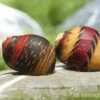Bunte Rennschnecke, Neritina waigiensis