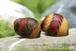 Bunte Rennschnecke, Neritina waigiensis