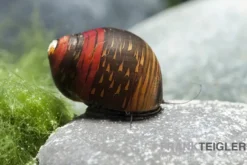 Bunte Rennschnecke, Neritina waigiensis