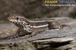 Bunter Maskenleguan, Leiocephalus personatus