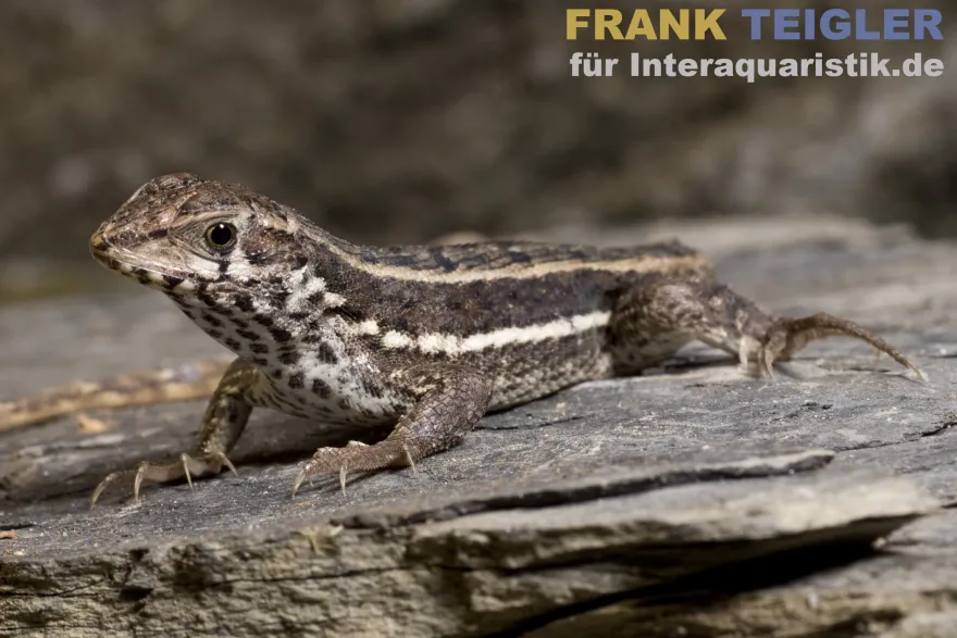 Bunter Maskenleguan, Leiocephalus personatus