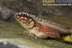 Bunter Maskenleguan, Leiocephalus personatus